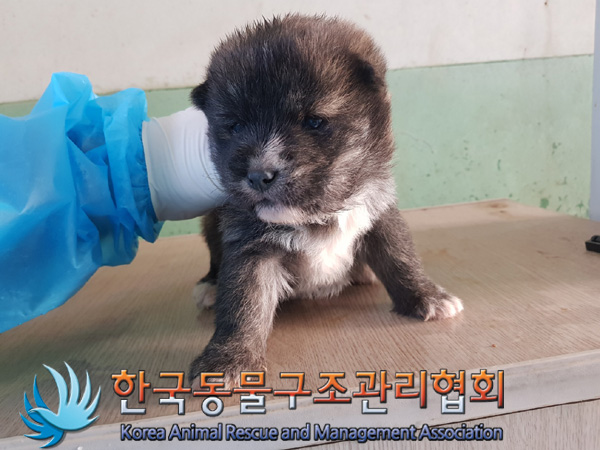 한국동물구조관리협회_441409202500175